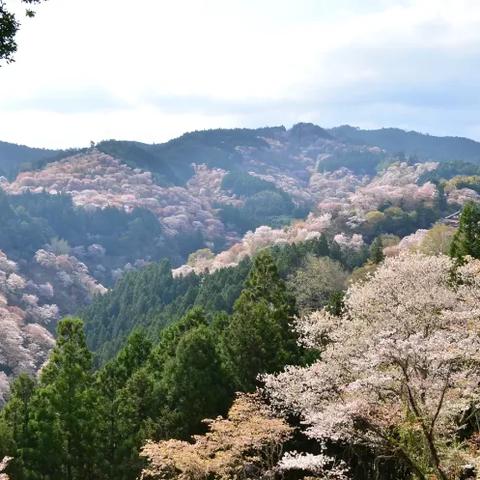 樱花祈愿狂欢开启，开心消消乐新价值大放送