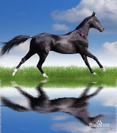 十大精选马匹游戏，体验极致驾驭新境界