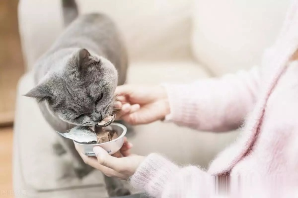 猫宅必备：新手铲屎攻略，轻松入门养宠新体验