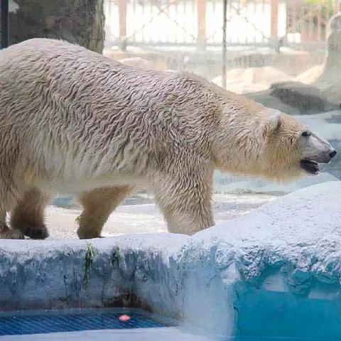 水底探险必备！最新游戏推荐，深度体验新境界