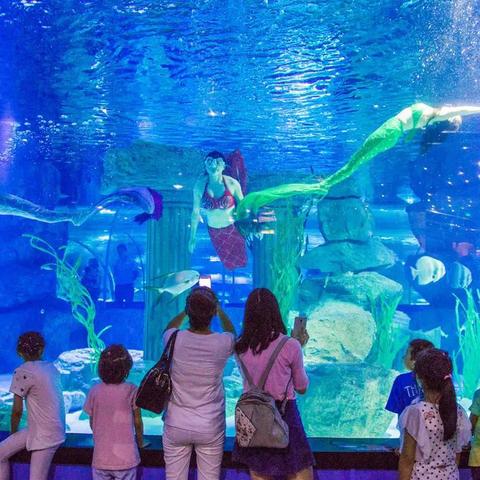 热门生物收集游戏盘点：揭秘十大人气王