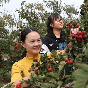 奶牛镇新手必看:作物种植攻略秘籍解锁 奶牛镇新手必看:作物种植攻略秘籍解锁