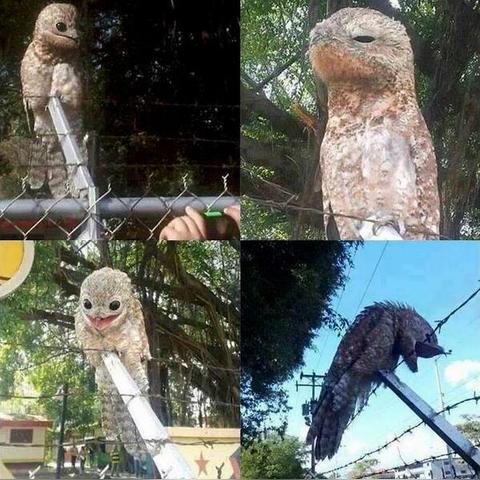 十大热门鸟游戏盘点：揭秘趣味飞行新体验