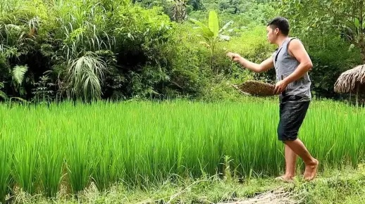 荒野求生必备！作物种植高效攻略全解析