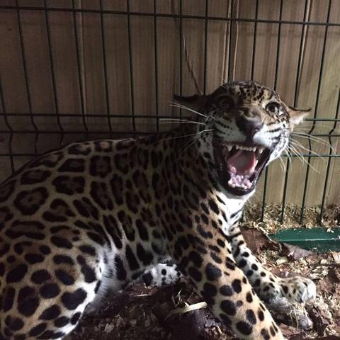 子弹时间游戏排行揭秘：人气新锐榜单揭晓