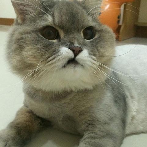 热门猫游戏盘点：揭秘趣味猫界新宠