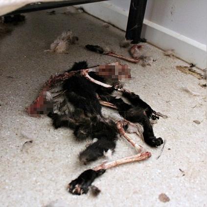 人气爆棚！猫游戏精选大全，趣味无限新体验