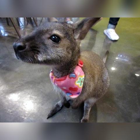 热门宠物游戏盘点：揭秘最佳互动体验排行