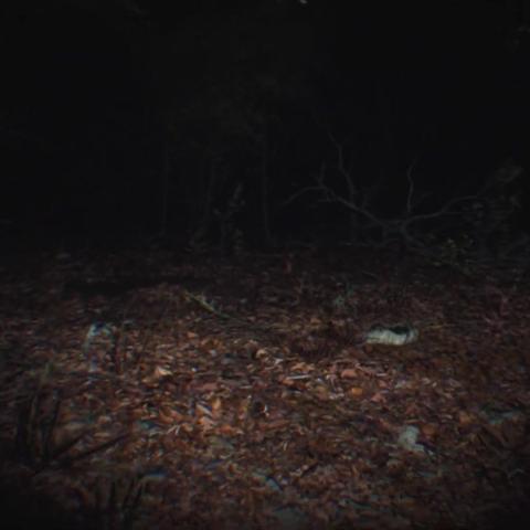 热门灵异游戏盘点：揭秘下载排行新趋势