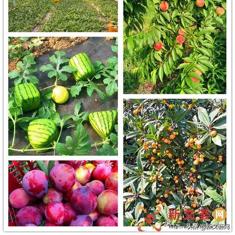 热门农场模拟游戏盘点：下载量飙升的种植乐趣大盘点