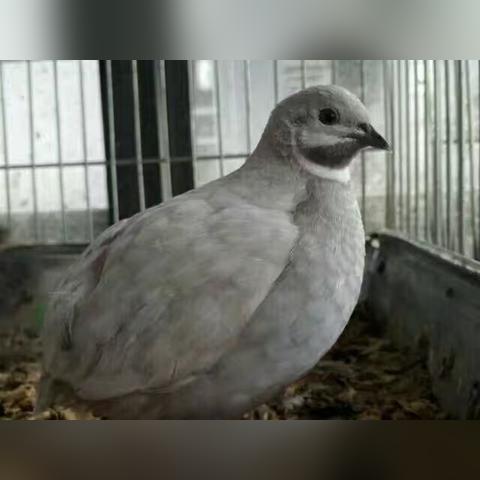 最新魔法游戏盘点：揭秘热门榜单新宠