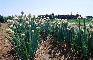 和平百合种植攻略：揭秘希望之村种植新价值
