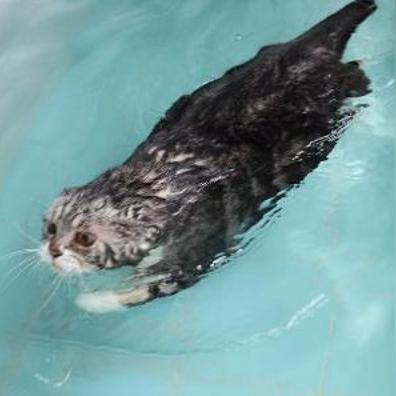 精选猫游戏盘点：揭秘最佳趣味猫游推荐