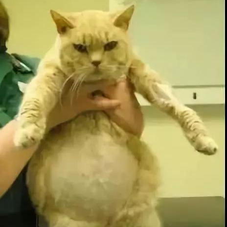 十大耐玩猫游戏盘点：揭秘热门猫咪游戏排行新风向