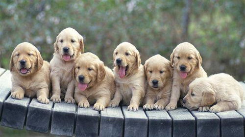 狗球流四格阵三星攻略：高效布局解锁新境界