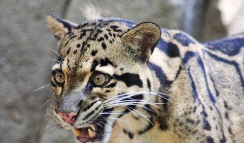 豹猫恐惧揭秘：探索移动版《我的世界》神秘元素