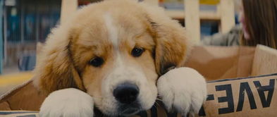 热门狗游戏盘点：人气飙升的犬类互动佳作推荐