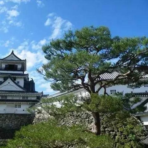 59秒速通领主传奇，崩坏城壁挑战新高度