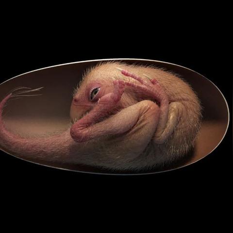 下载狂潮！热门恐龙游戏排行，揭秘十大爆款秘籍