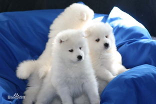 雪地萨摩阵容攻略：百闻牌高效搭配新解析