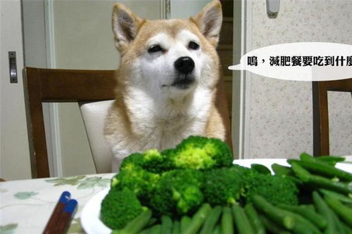 盘点十大经典狗游戏：揭秘互动乐趣新境界