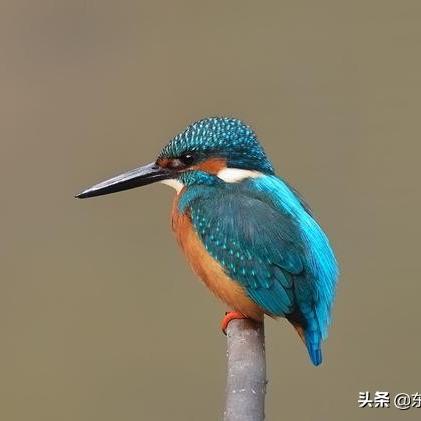 十大热门鸟游戏盘点：揭秘趣味无限必玩榜单