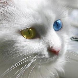 狸猫上单辅助攻略：决战平安京必备技巧解析